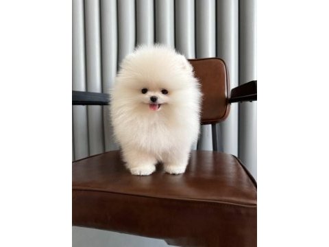 Pomeranian yavrular için bize ulaşabilirsiniz