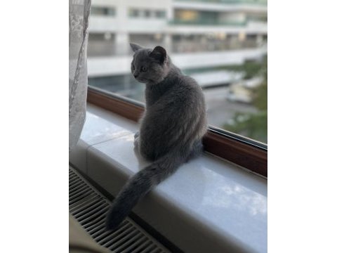 3 aylık british shorthair