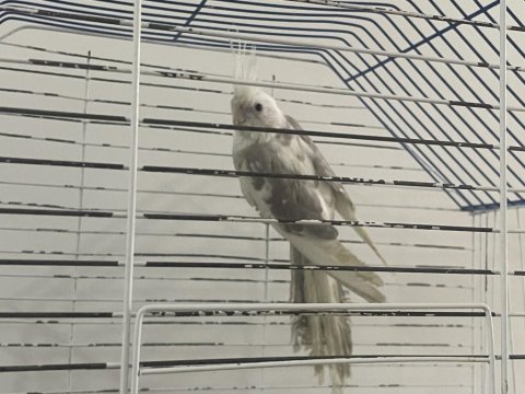 Sultan papağanı 6 aylık