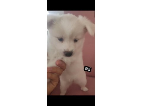 Anne altından çok güzel spitz bebekler