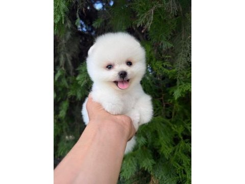 Orjinal pomeranian boo yavrumuz 