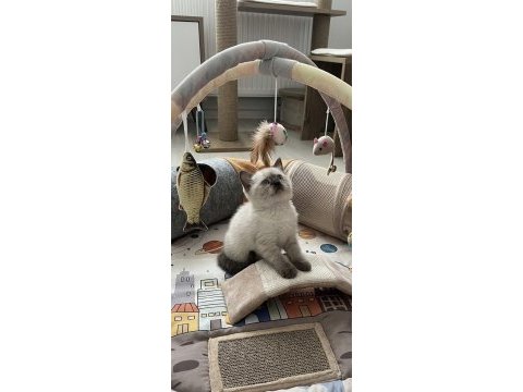 Evinizin neşesi olacak minnoş kedimiz