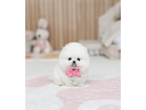 Özel seçilmiş pomeranian yavrusu