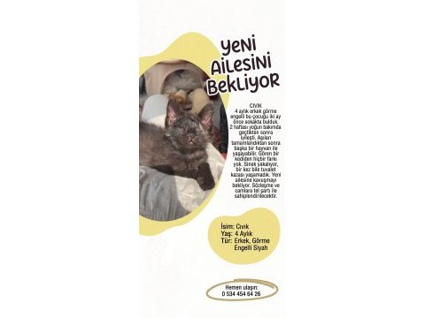 Kedimiz cıvık yuva arıyor