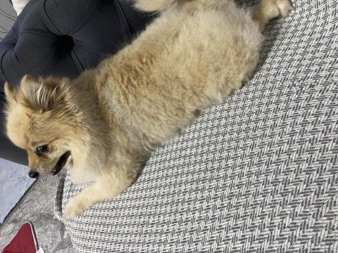 3 yaşında pomeranian