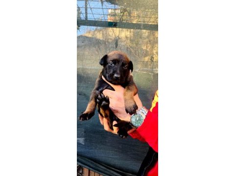 %100 ırk garantili belçika malinois yavrularımız