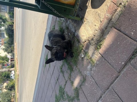 Sahibinden 1.5 yaşında french bulldog