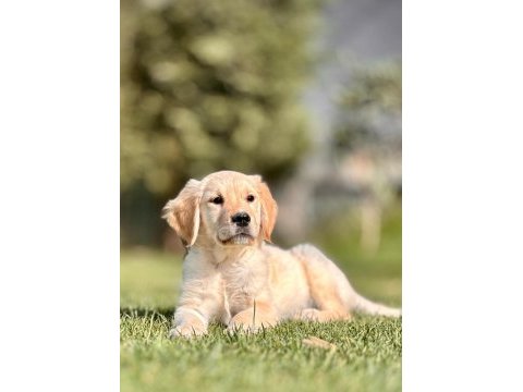 Baby face golden retriever bebeklerimiz