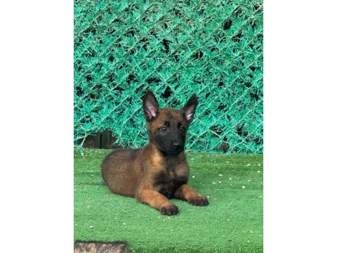 Sağlam kanattı sağlıklı malinois yavrular