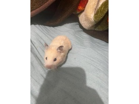 Acil hamster ilan çok ucuza vereceğim