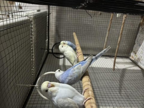 Bebek muhabbet kuşu