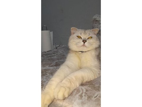 Scottish fold kedisi