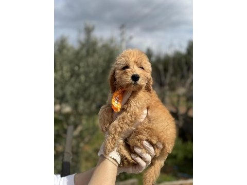 Güzeller güzel toy poodle kızımız