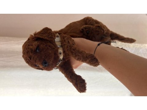 Ev doğumu (kızımın poodle bebekleri)