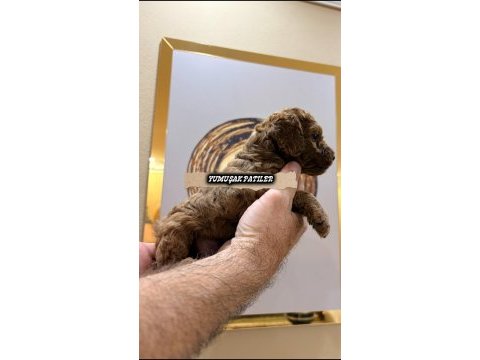 Sevimli ırk toy poodle