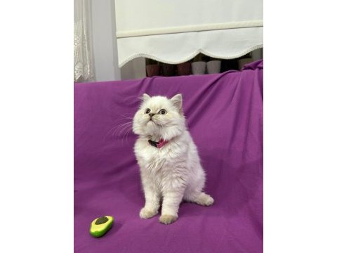 British longhair mavi boncuğum