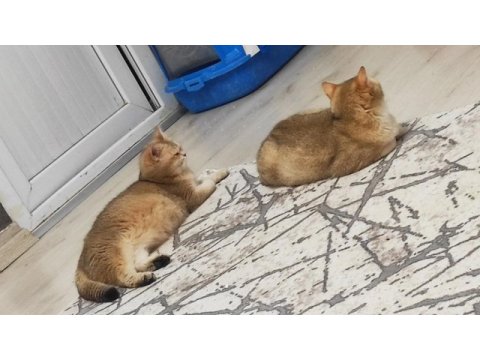 British shorthair golden dişiler