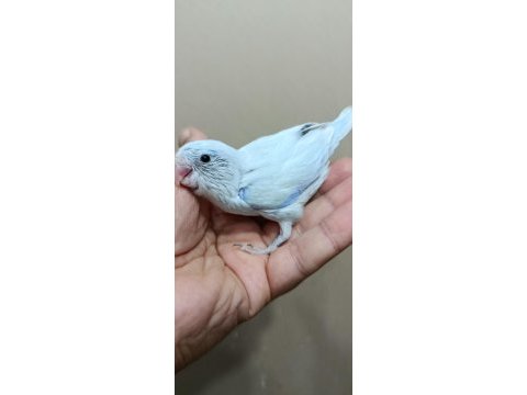 Pastel turkuaz erkek cep papağanı