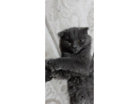 4 aylık scottish fold yavrumuz