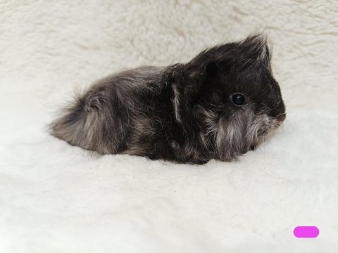 Guineapig bebekler