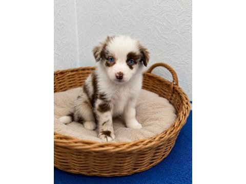 Zeki oyuncu sadık border collie yavrular