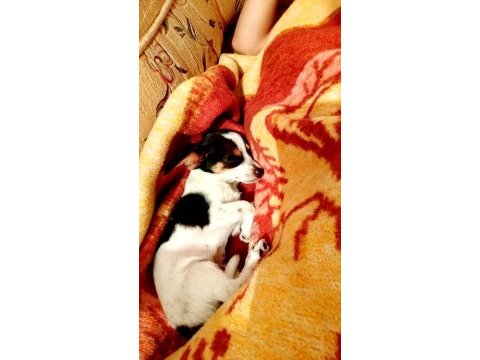 4 aylık aşıları tam tuvalet eğitimi var yavru şivava