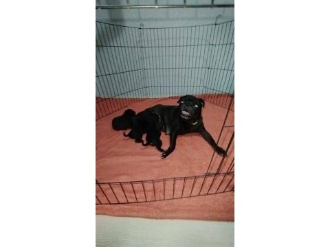 Pug damızlık dişi erkek