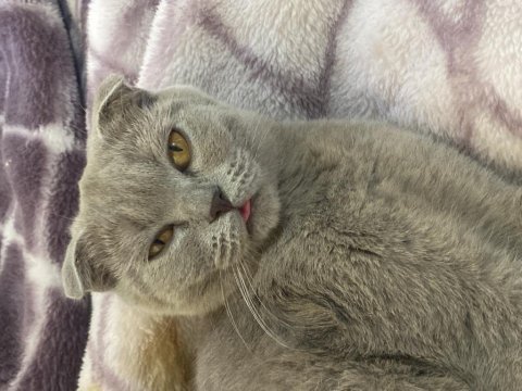 Evimizin scottish fold neşesi bella güzel bir yuva arıyor
