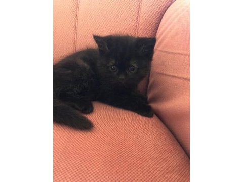 3 british shorthair 1 scottish fold