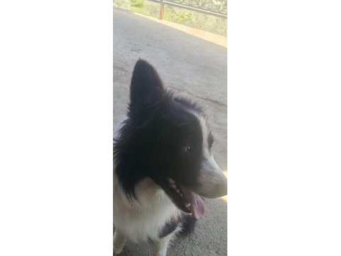 Papi dost köpekler
