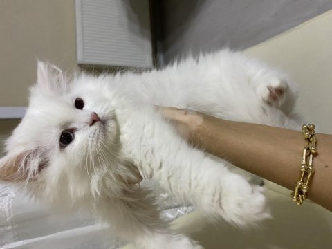 British longhair kedimi sahiplendirmek istiyorum