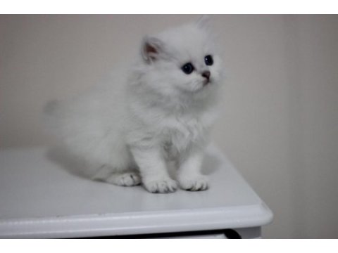 British longhair safkan