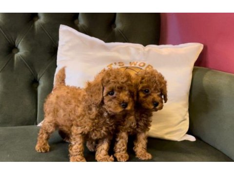 Pets world kentpark garantisi ile toy poodle yavrularımız