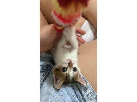 Bu minik yavru kediye yuva arıyoruz (ücretsiz)