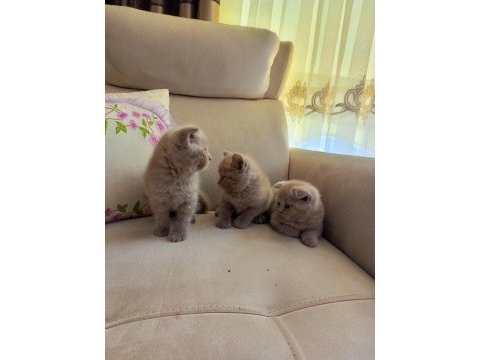 50 günlük scottish fold yavrularımıza yuva arıyoruz