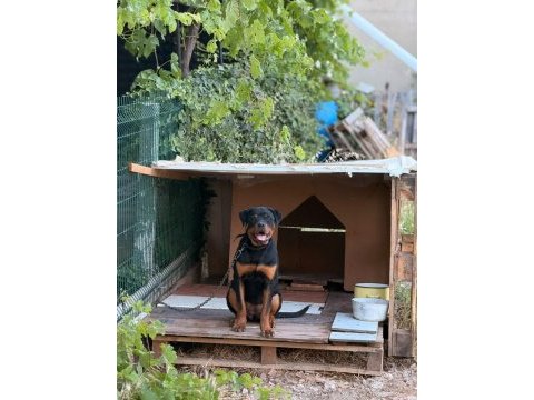 Son 1 dişir orjinal macar a scrli 4 aylık rottweiler