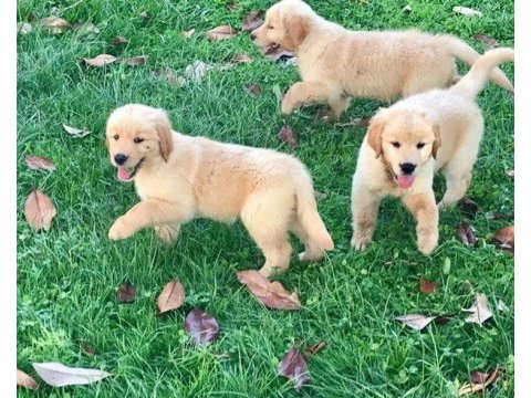 Golden retriever yavrular için ulaşabilirsiniz