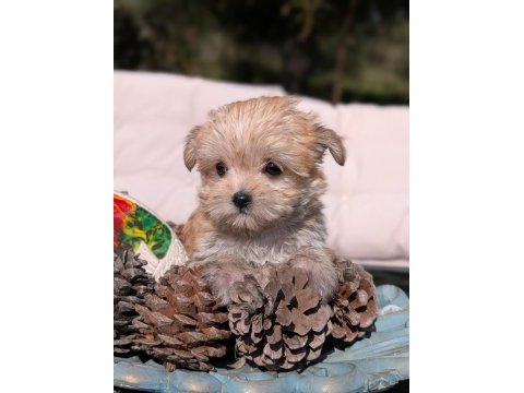 Teacup morkie yavrular