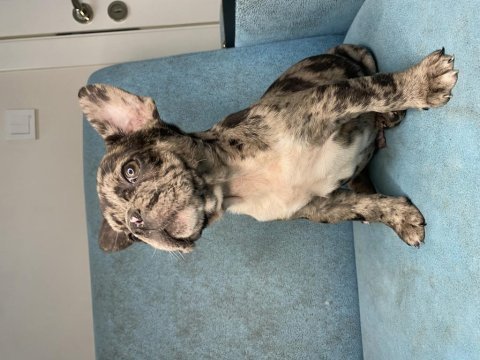60 günlük french bulldog yavrular