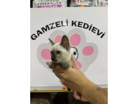 Siyam kedisi yavrularımız evinizin neşesi olacaktır