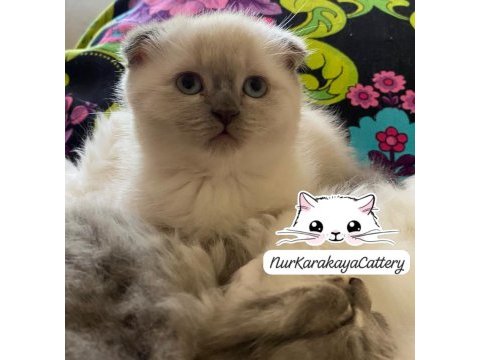 Scottish fold blue point yavru