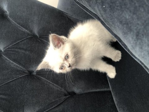 Boncuk göz british longhair