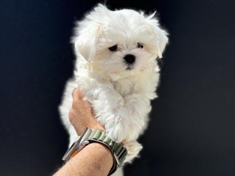 Tea cup kore kan maltese petmode de ziyarete açık