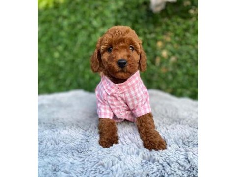 Poodle bebekleri