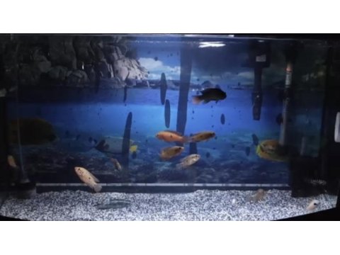Mücevher cichlid