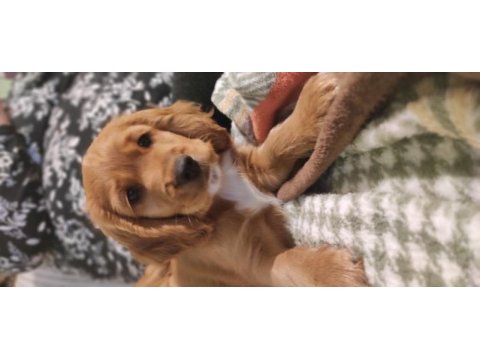 2 aylık american cocker erkek yavrusu