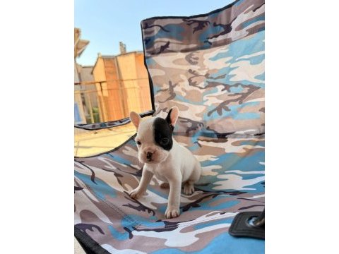 Standart french bulldog bal bebekler