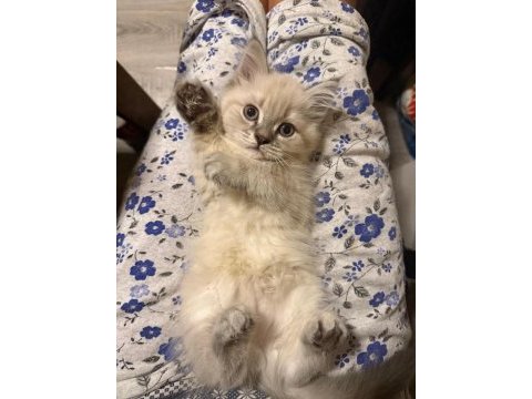 Muhteşem güzellik british shorthair blue point bebekler