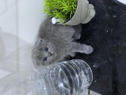 Yavru scottish fold bebeğim mickey sahiplendirilecektir