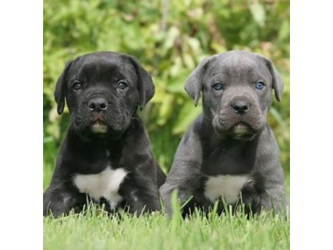 Izin belgeli üretim çiftliğinden cane corso kapıda öde